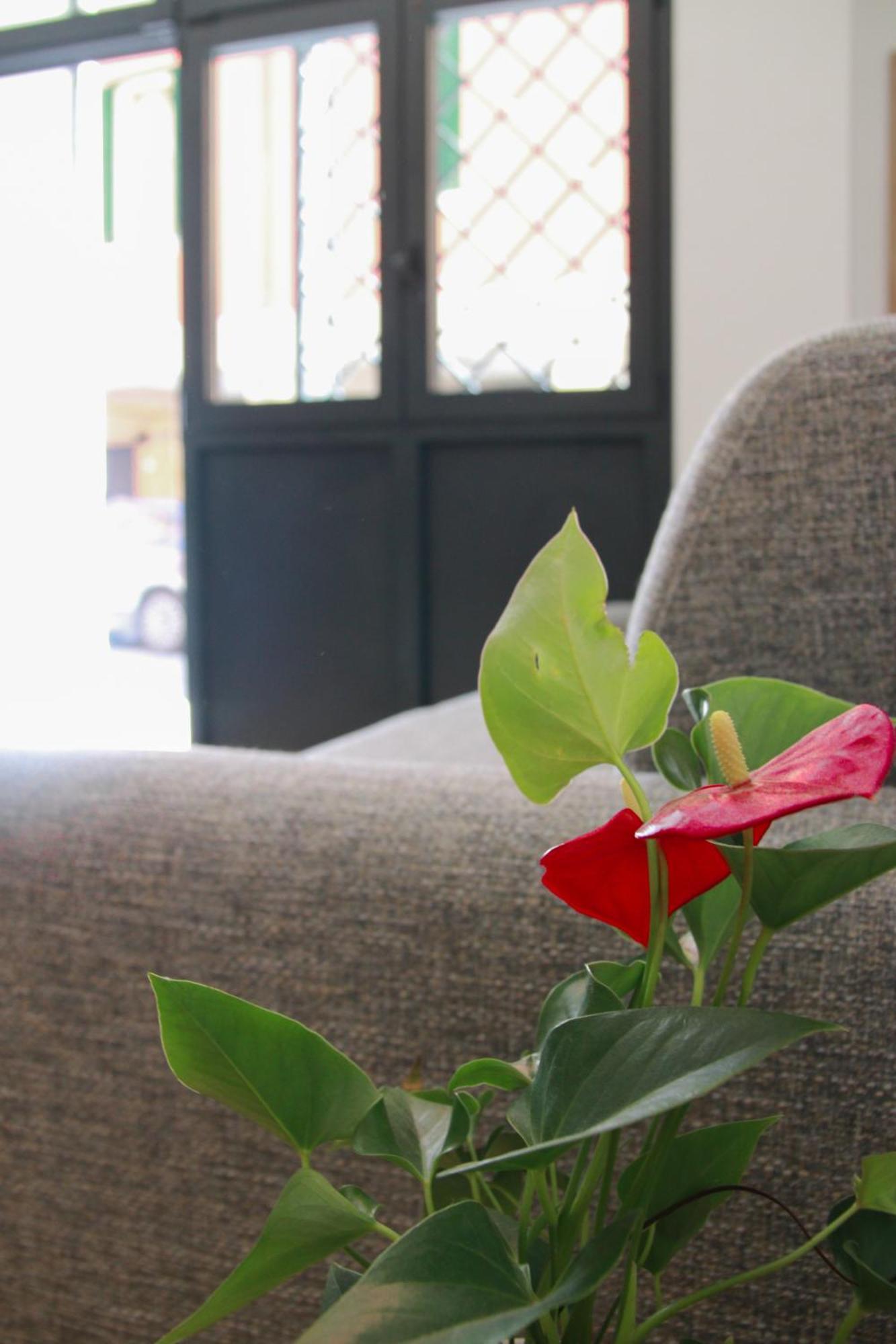 U Zone Apartment Bolonia Exterior foto